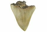 Bargain, Fossil Megalodon Tooth - Serrated Blade #295404-1